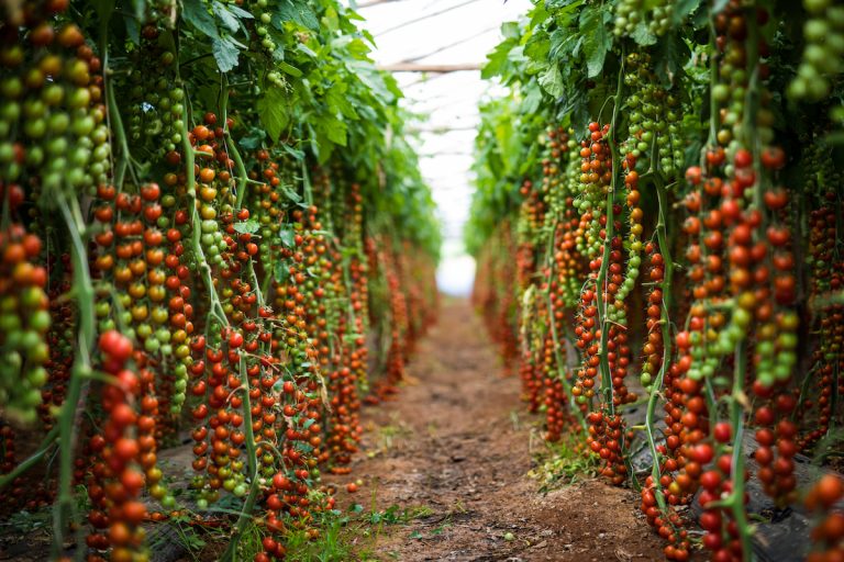 ミニ トマト の 植え 方