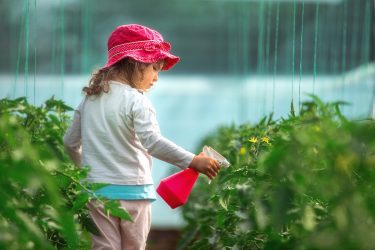 トマト栽培で大活躍トマトトーンの使い方!