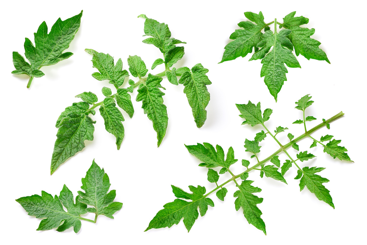 トマト苗の選び方【理想の苗姿】