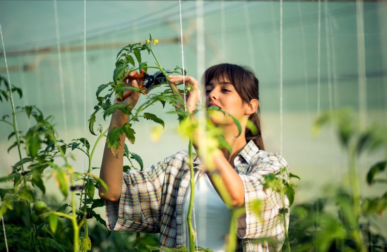 トマト栽培の摘芯 てきしん 作業の方法 具体的解説