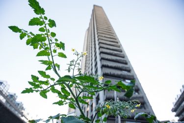 トマト栽培をビルの屋上で挑戦！【いろんなメリット生まれます】