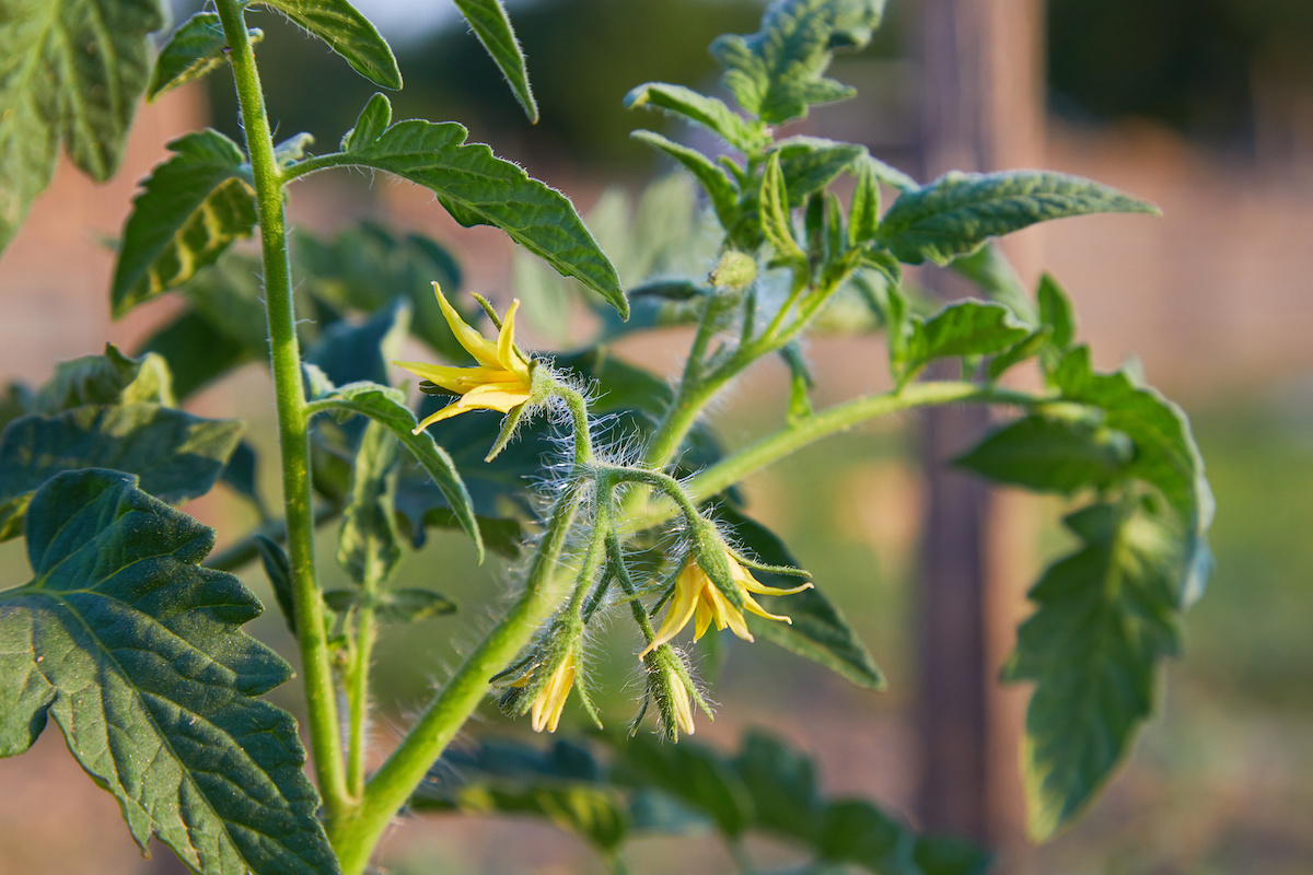 トマト苗の選び方【理想の花の位置】