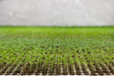 トマトが「ビシット」揃って発芽する温度は何度?