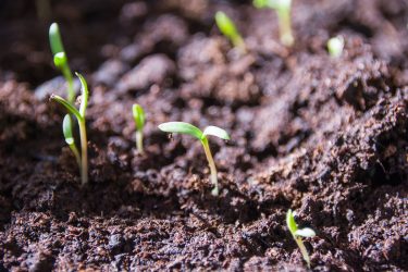 トマトが発芽する日数【播種〜芽が出るまで】