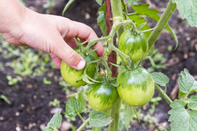 トマトの摘果を制するものは草勢管理を制する
