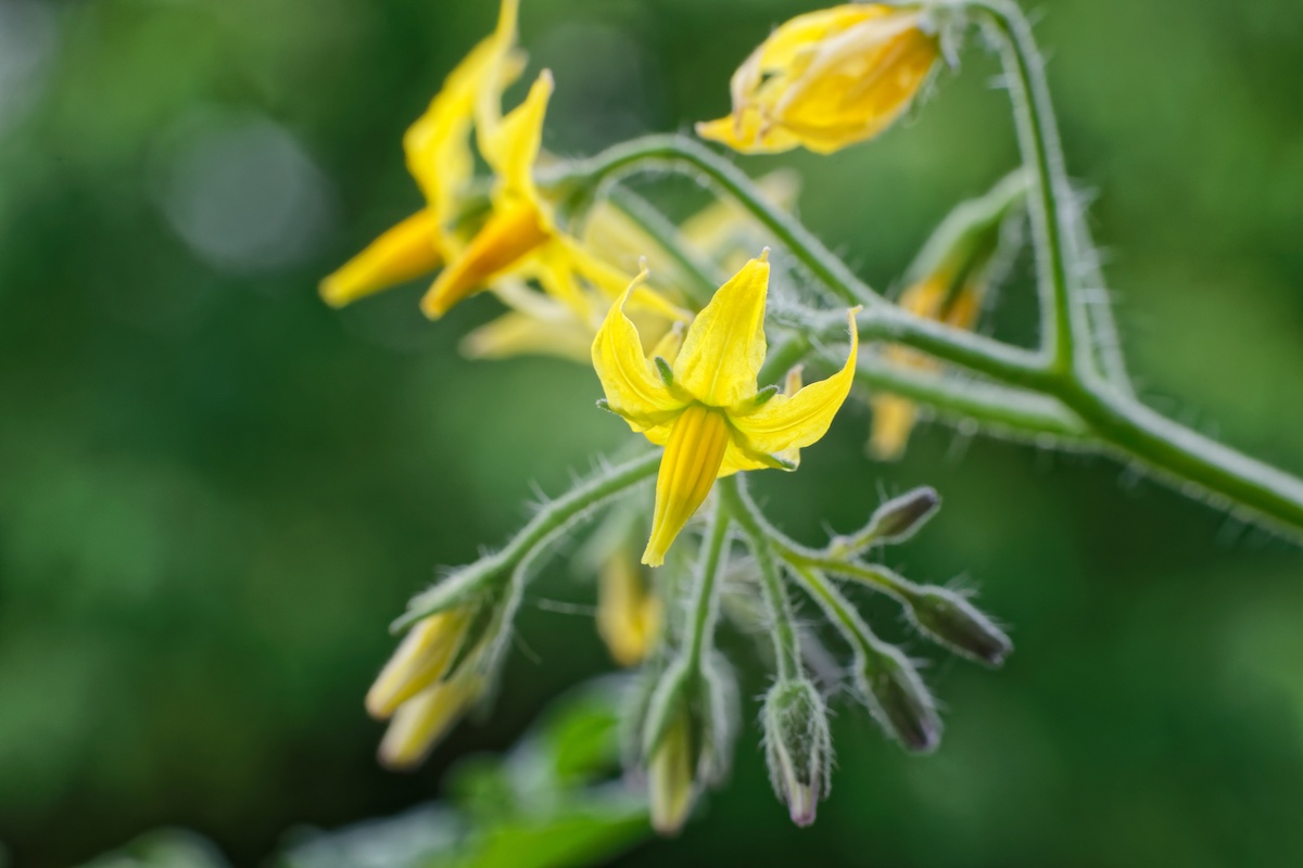 トマトのお花