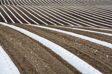 【効果を引き出す】トマト栽培のマルチング