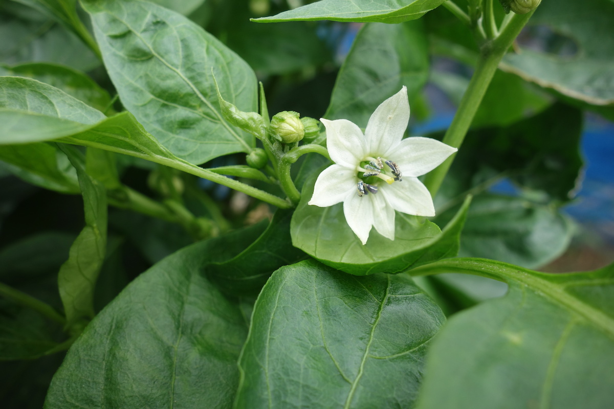 ピーマンのお花