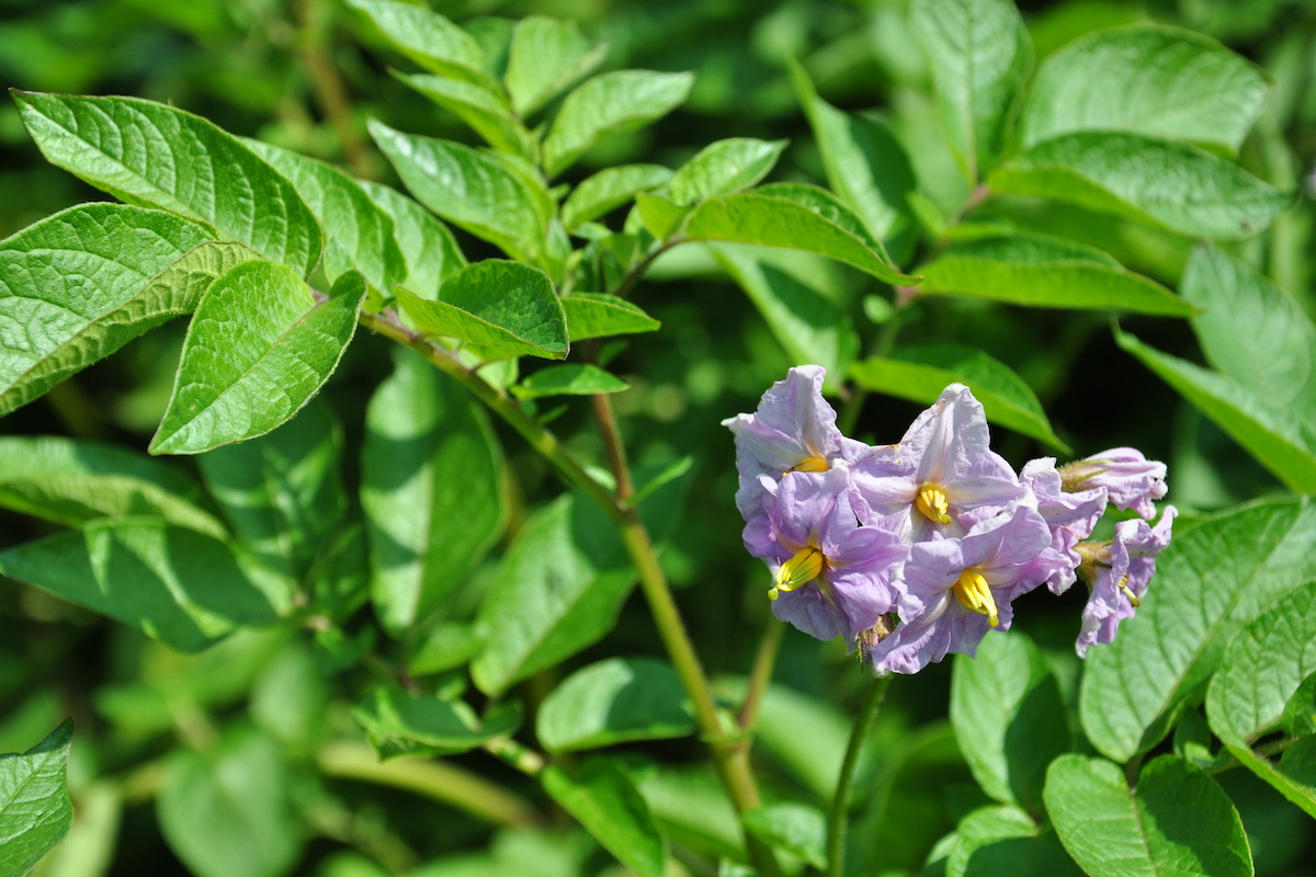 ジャガイモのお花