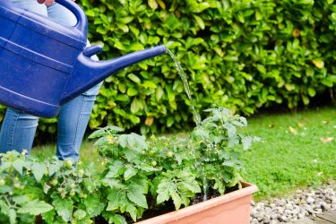 トマト栽培でプランターを使う時の水やりのコツ