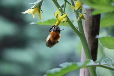 トマトの受粉にマルハナバチを利用する【基本特性と使用方法】