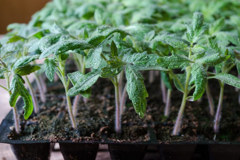 トマトのセルトレイ育苗 均一な苗を効率的に生産する方法