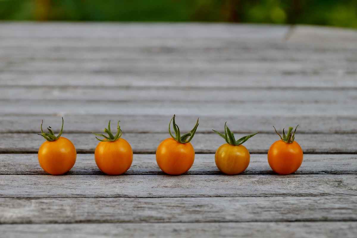 トマトの栽培に必要なものではないけど、あったら良いもの【5選】