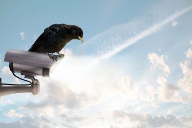 トマトのカラス対策に迷ったら【テグスの利用が効果あり】