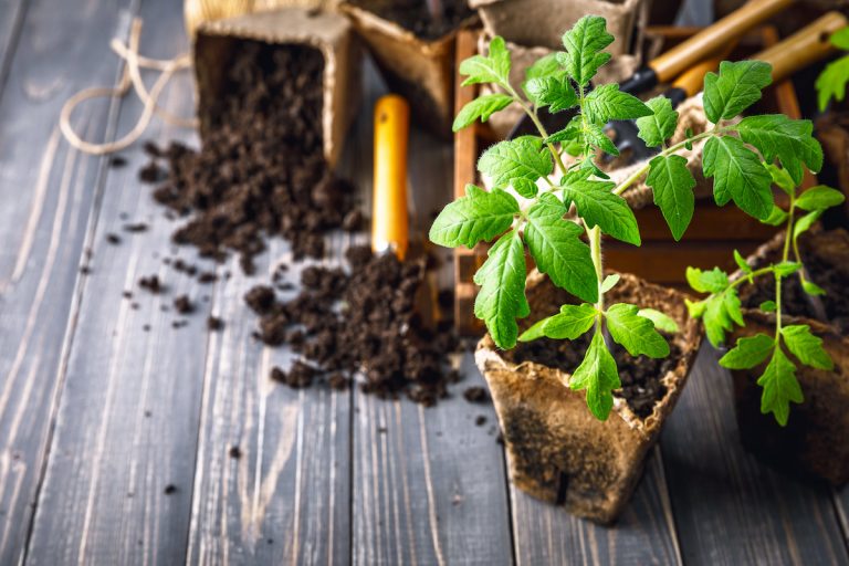 トマトの栽培に必要なもの【これだけあれば始められます】