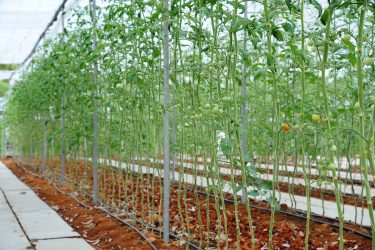 トマトの栽植密度の目安はどれくらい？【ある面積あたりに植える株数】