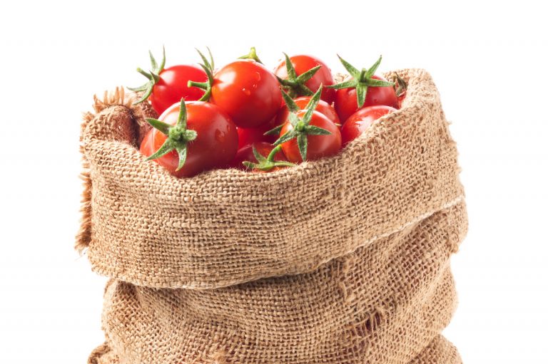 トマトの袋栽培 培土の袋に植える方法 家庭菜園ユーザー向けに解説