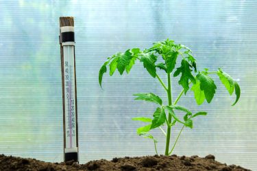 トマトの育苗時の温度管理【3段目までの果実の要素はここで決まります】