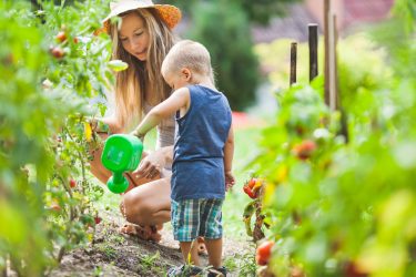 トマトを育てる楽しみって?【他の野菜にはない魅力がいっぱい】