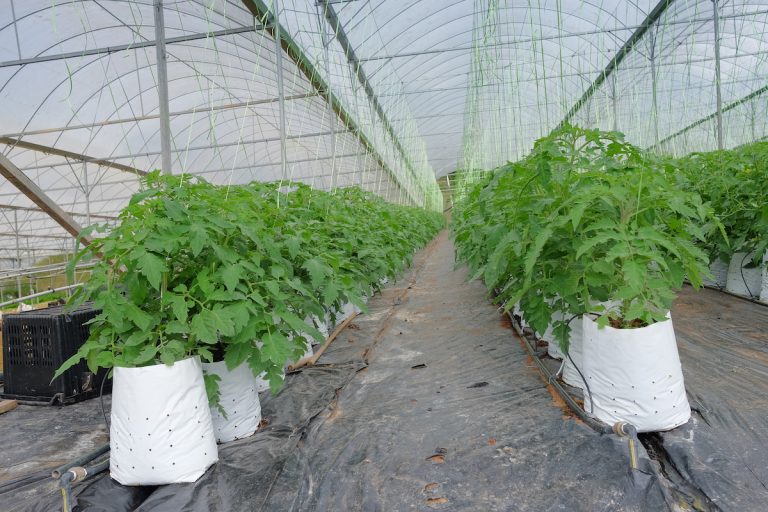 トマトの袋栽培 プロの農家向け 手間はかかるけど低い資材費で高品質