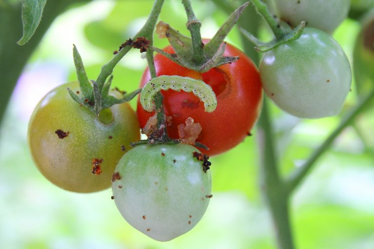 トマトの果実に虫食い発見【害虫の見分け方と対策法】