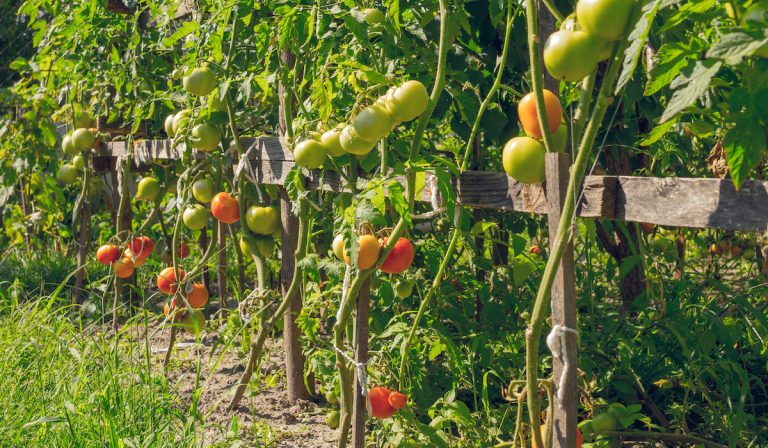 トマトの連続摘芯栽培 面倒だけど栽培が安定する方法