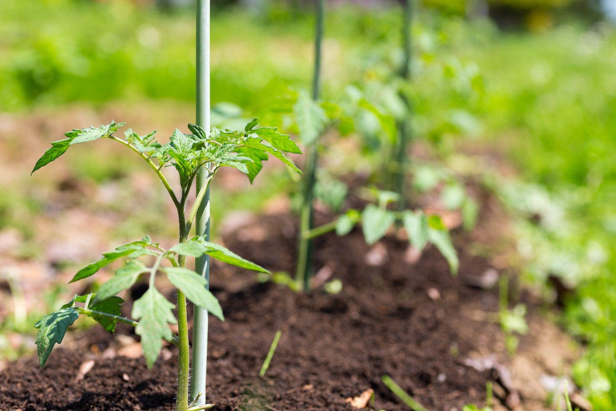 アイコトマトの育て方のコツ