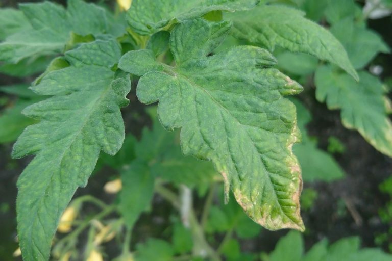 トマトの葉先枯れはどう治す 発生の理由と対策を解説