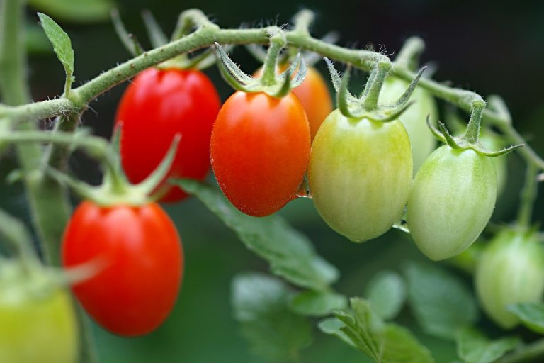 アイコトマトの育て方 収穫量を増やすコツも解説