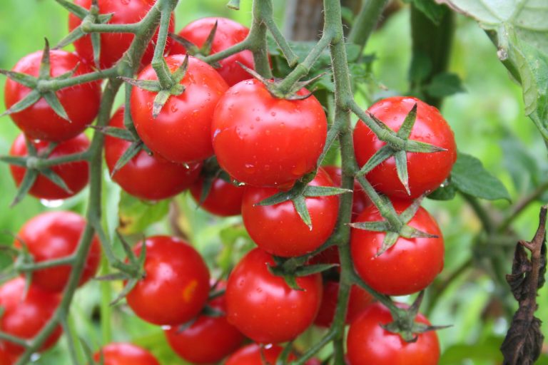 定価の88％ＯＦＦ たね 渡辺採種場 トマト Mr.浅野のけっさく 小袋