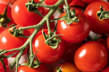 「キャロルクイーン」の特徴【大玉狙いのミニトマト】