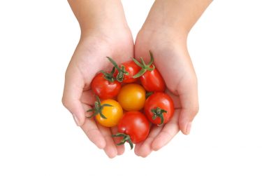 ミニトマト「キャロル」シリーズ【特徴一覧と使い分けを解説】