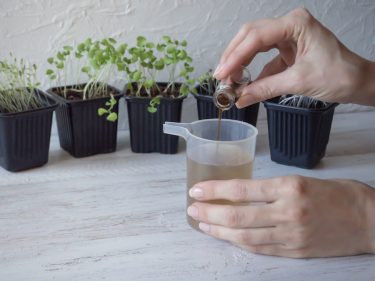 トマトの水耕栽培肥料の作り方【原液肥料作成から培養液として利用するまでを解説】
