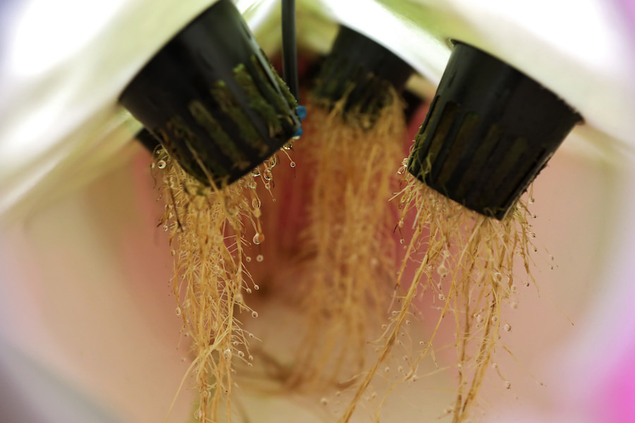 トマトの水耕栽培に利用する培養液の作り方