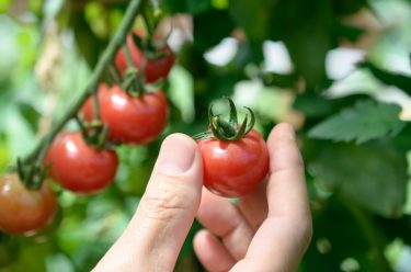 【初心者対応】甘いトマトの育て方【塩を加えた灌水で簡単糖度アップがおすすめ！】