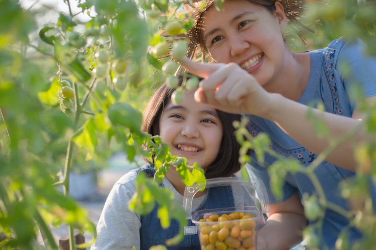 初めてでも収穫できる 失敗しないトマトの育て方 苗植え付け 収穫まで