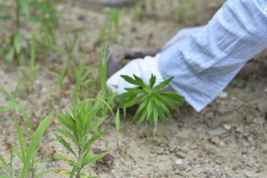 【解決】トマト栽培の雑草対策【ギブアップする前の防草シートの使い方】