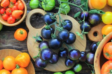 ミニトマトの品種はどう選ぶ？【シリーズ単位で特徴を解説】