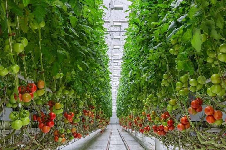 トマトの水耕栽培で安定生産 初めて始める人向けに解説