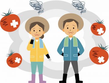 トマトの生理障害【発生原因と対策を解説】